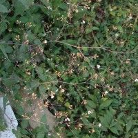 <i>Boerhavia erecta</i>  L.